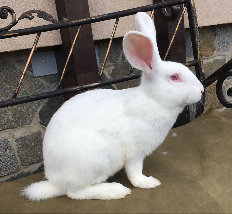 Кролі Термонська Біла ( Термонці)