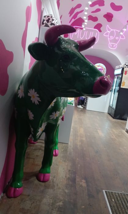 Krowa naklejka nowiutka