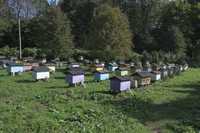 Продам бджіл, бджолопакети