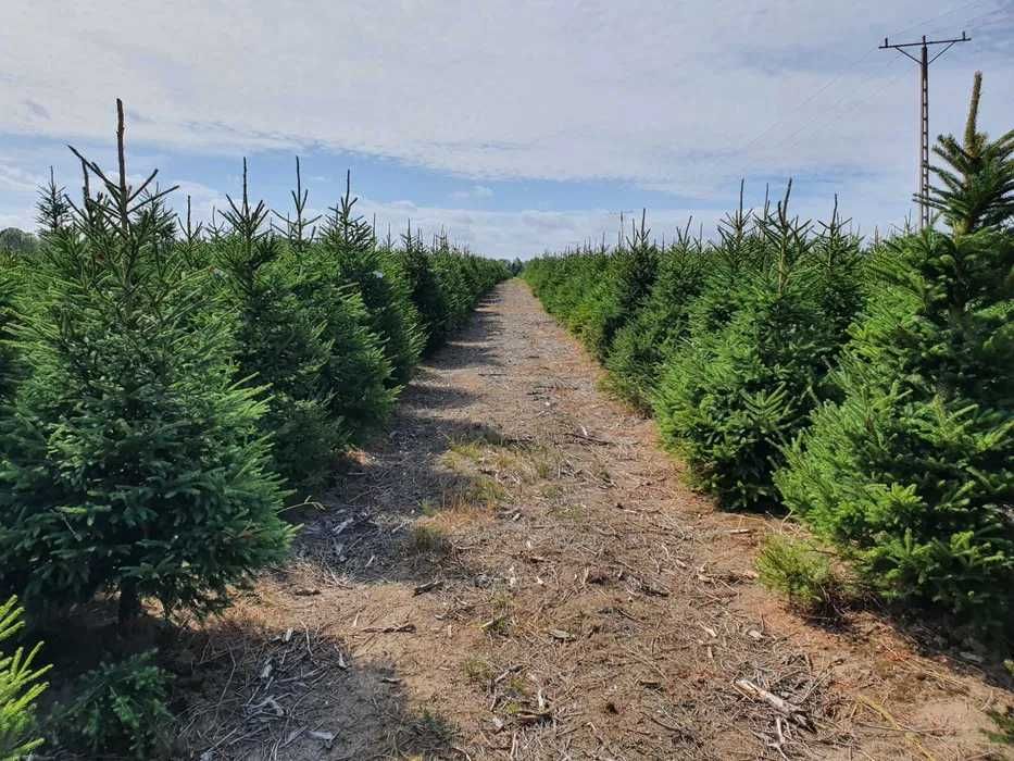 Świerk pospolity cięty 175-300 cm/ w donicy 80-175 cm/ TuChoinki.pl
