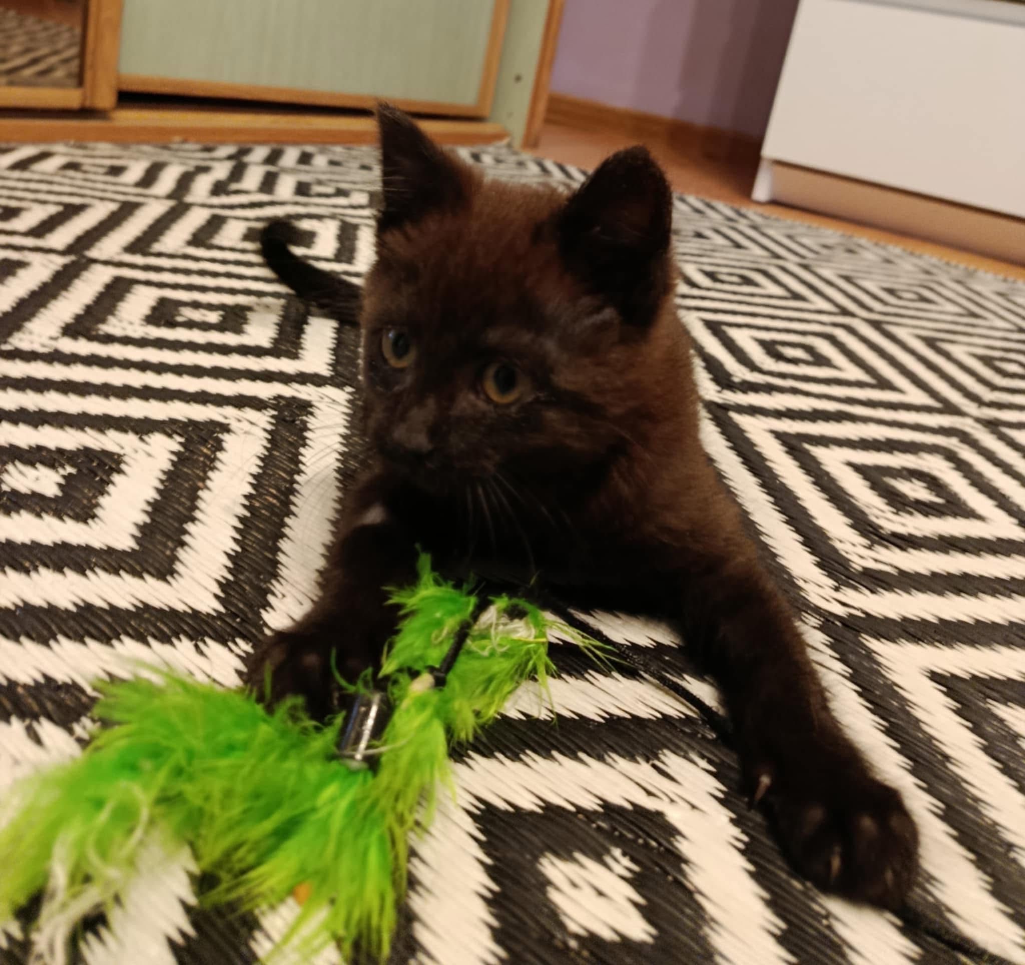 Śliczny młody kotek Pączuś do adopcji szuka domku
