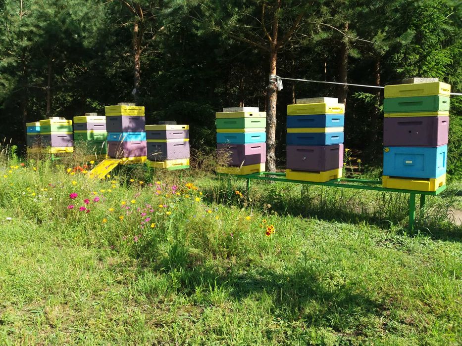 Miód Gryczany z własnej pasieki 1,2 kg