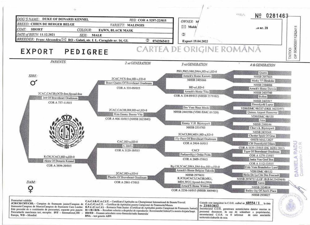 Цуценята бельгійського малінуа бельгийская овчарка