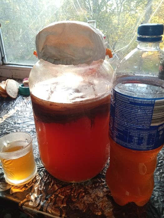 Чайный гриб камбуча недорого.