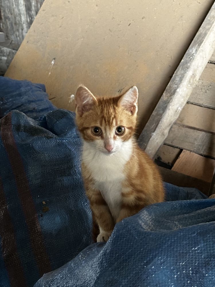 Cztery kotki do adopcji