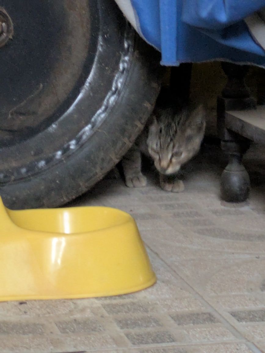 Gato/ Gata bebe de rua