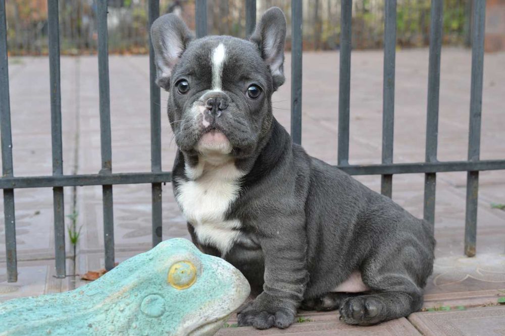 мальчик вип качество