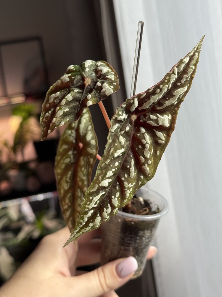 Бегонія begonia lubbersii