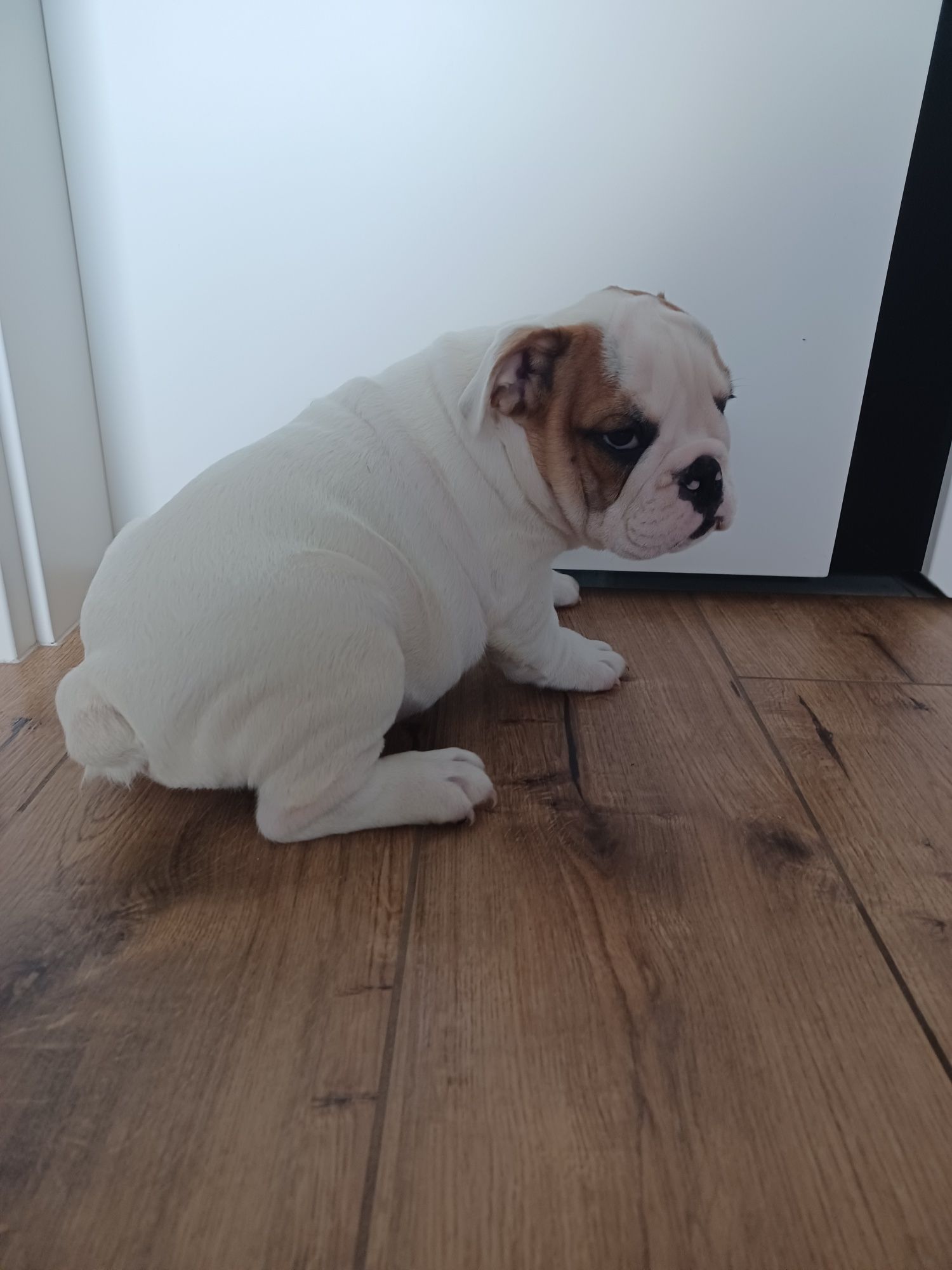Szczeniak buldog angielski