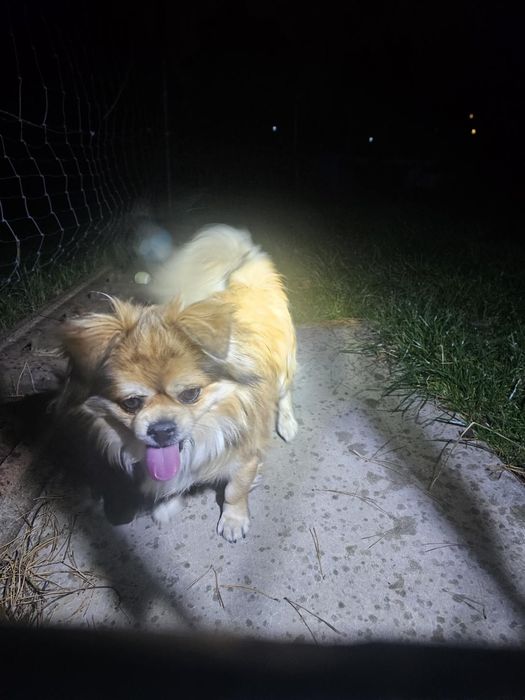 Znaleziono psa w typie pekińczyka