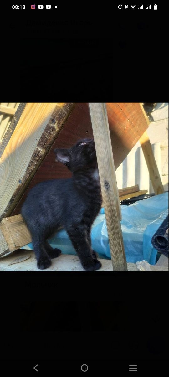 Котята дівчата та мальчики