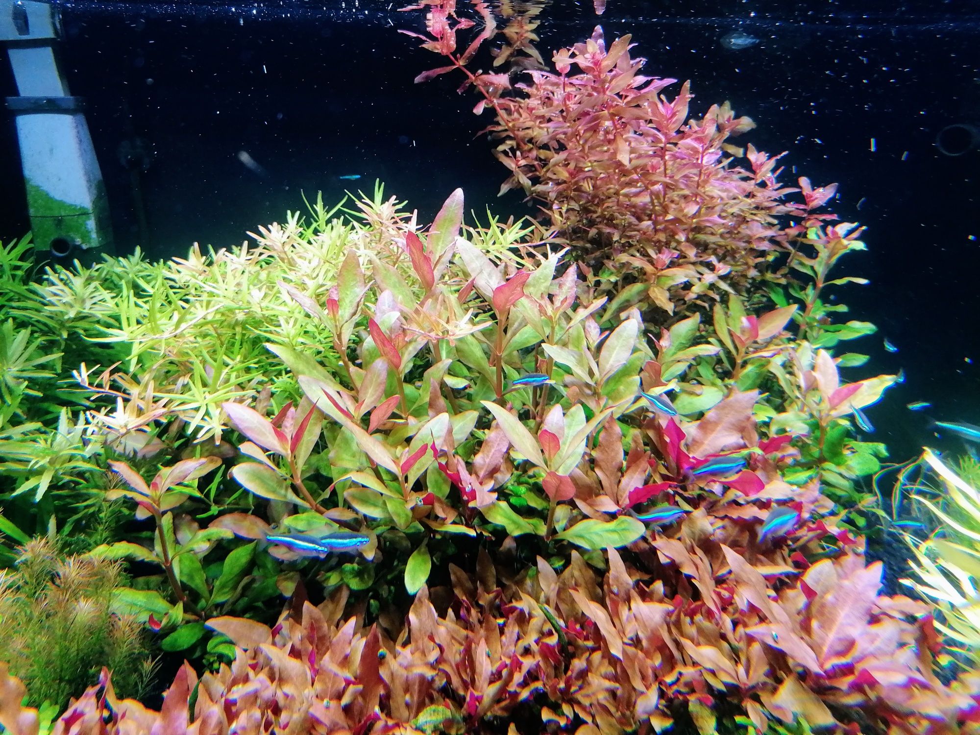Rosliny akwariowe z przycinki