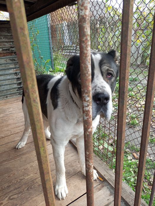 Кобель Алабая в'язка