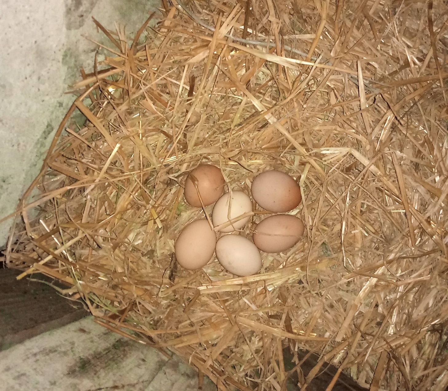 Jajka wiejskie sprzedam 1,20 zł szt.