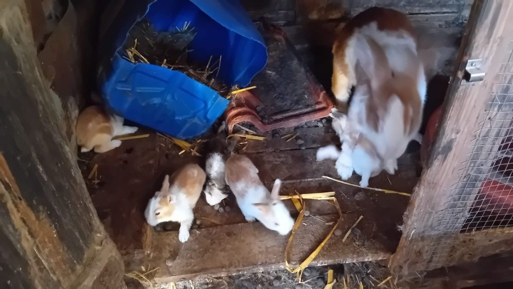 Vendo coelhos para criação.