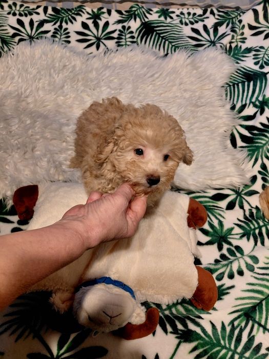 Pudel toy - piesek morelowy