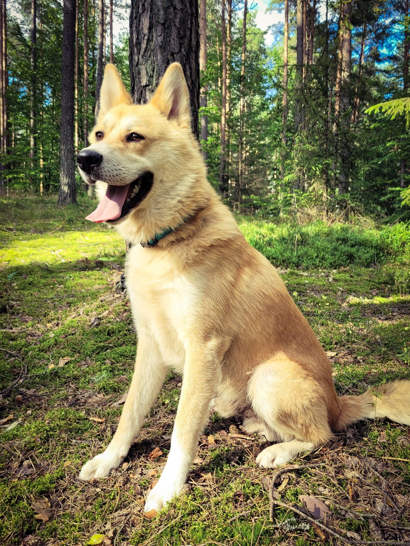 Piękny, młody pies w typie Akity Inu szuka domu / do adopcji