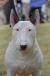 REPRODUKTOR Bulterier Bull Terrier