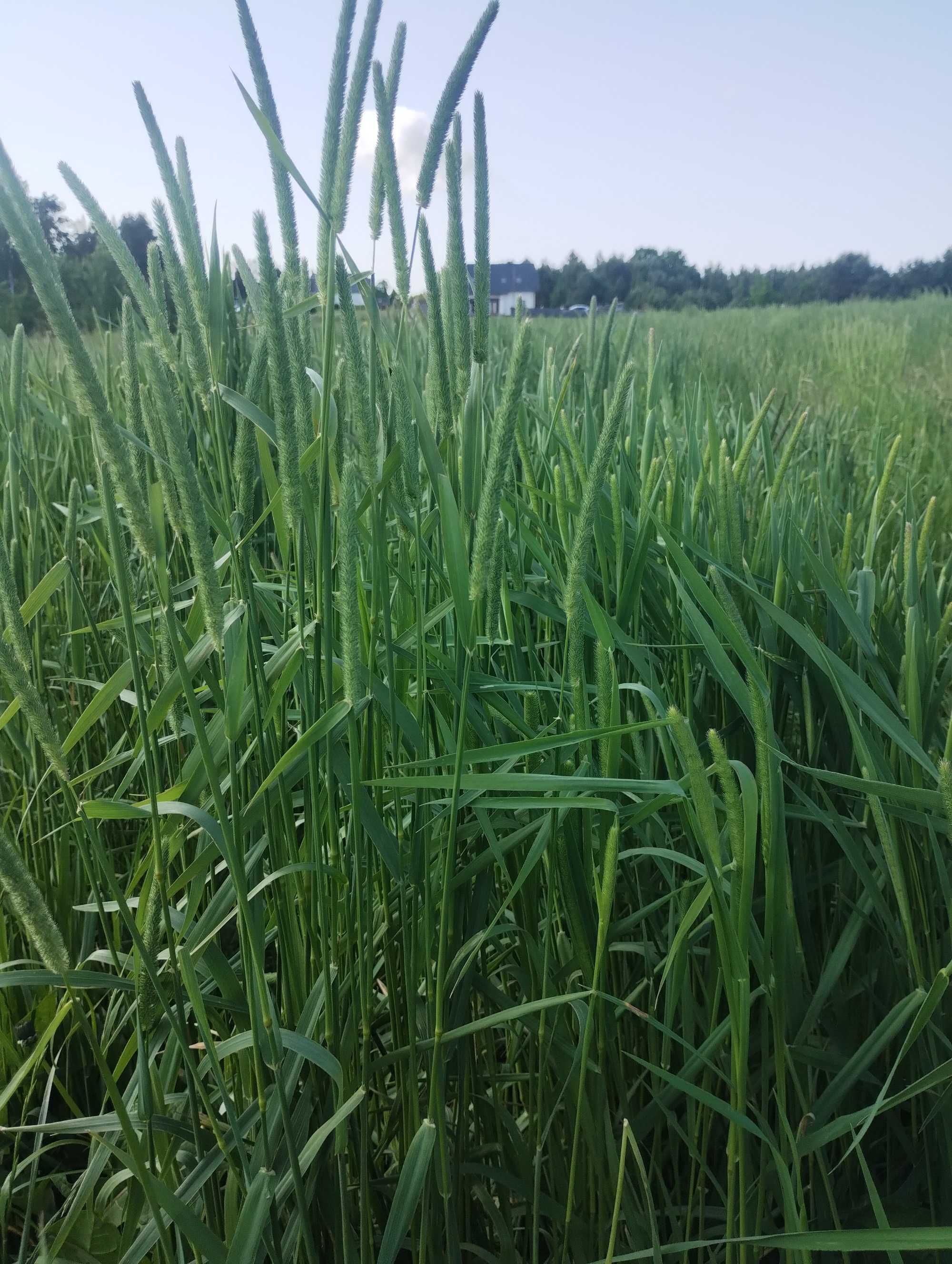 5kg SIANO GRUBA TYMOTKA - SZAFIRKOWA, suszona naturalnie " BOROWIK "