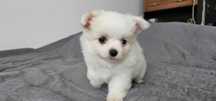 Piesek chihuahua