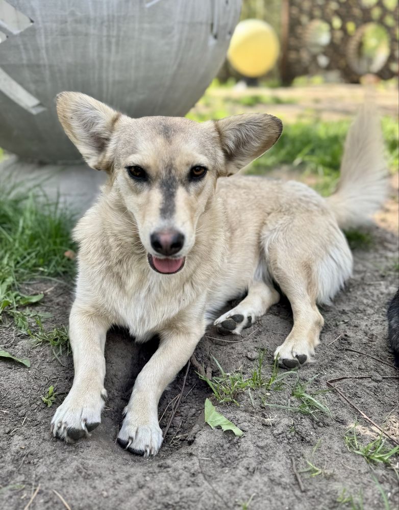 Biała w typie corgi wciąż szuka domu!