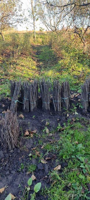 Продаються садженці місто Рогатин Івано-Франківська область