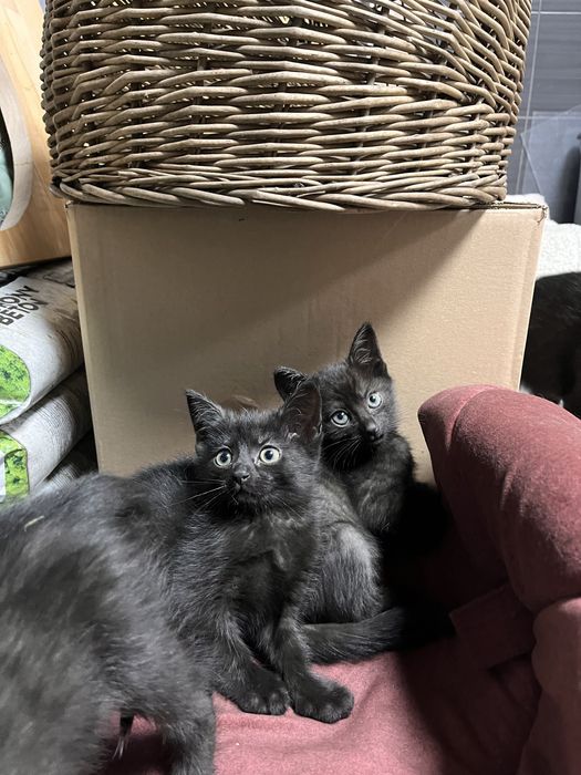 Kot europejski czarny