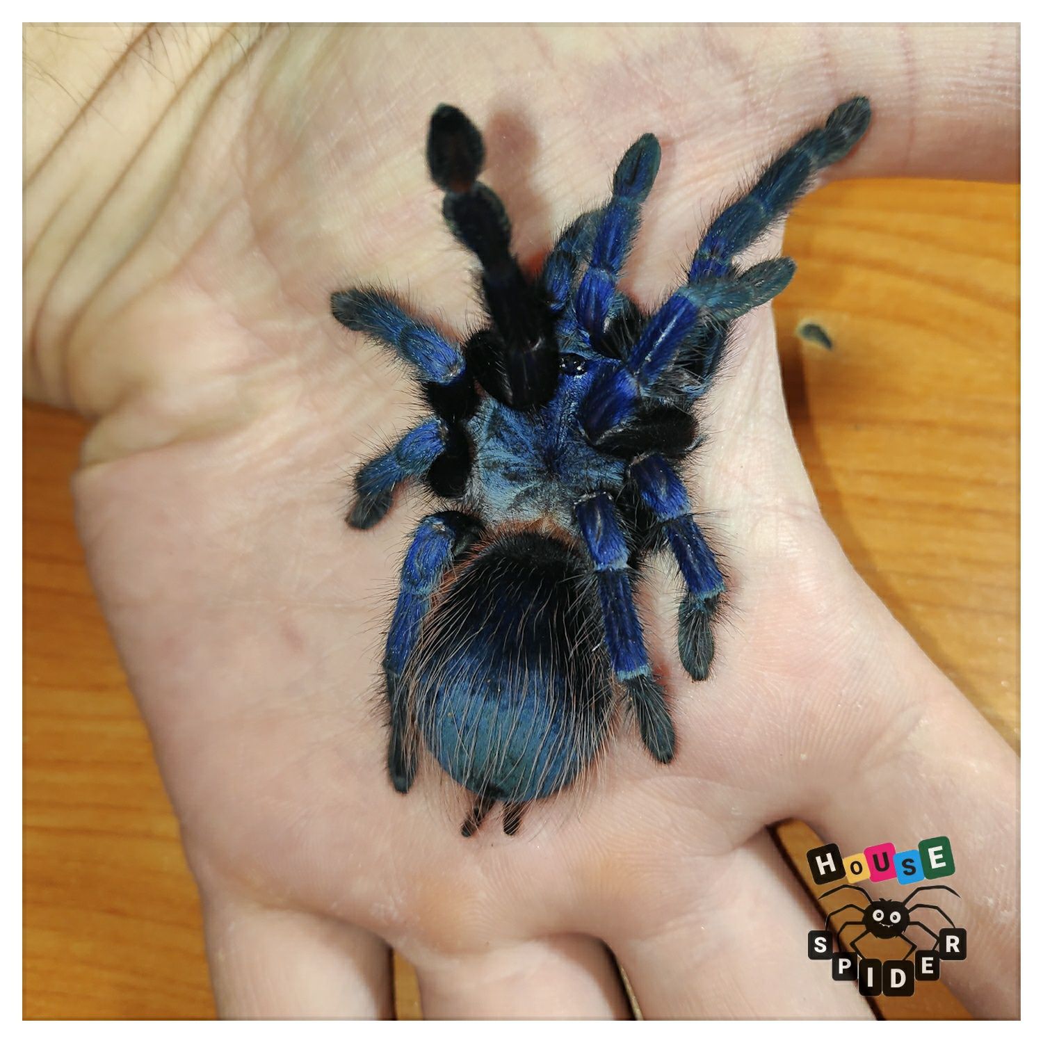 Шикарный синий паук птицеед тарантул для новичков малыши хобби