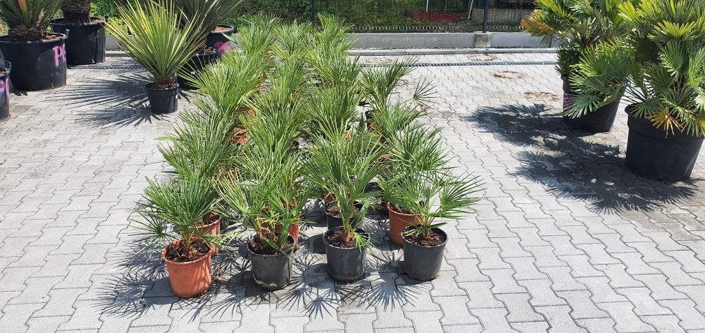 Chamaerops humilis karłatka palma mrozoodporna taras basen