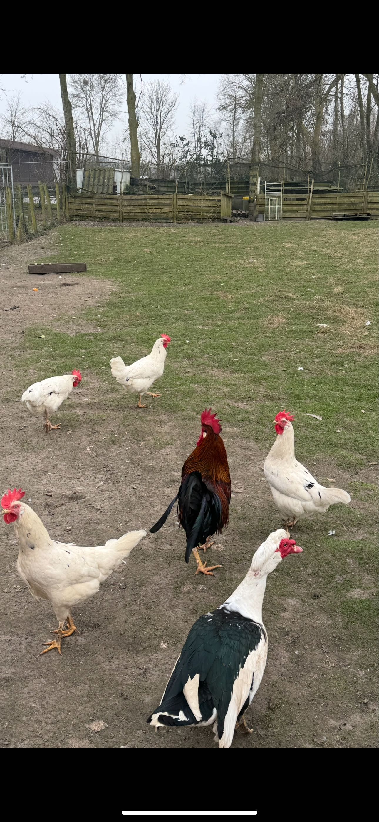 Ovos galados de raça leghorn