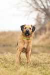 Bono – mądry szorściak w typie border terrier szuka domu!