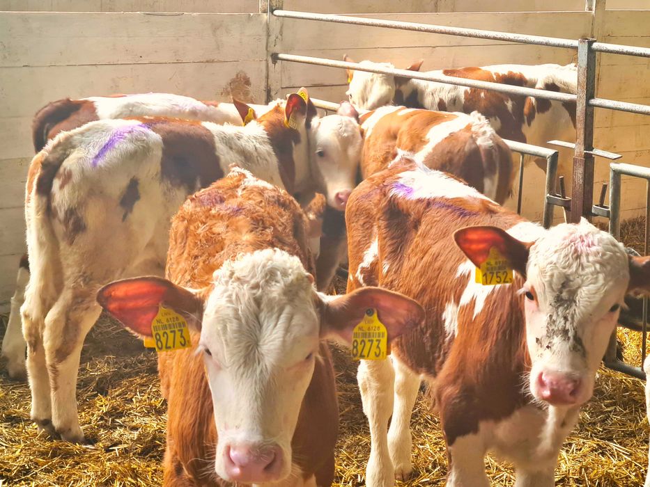 Byczki BBB Simental MM CB RW Samodzielne bezpośrednio z Holandii