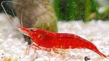Krewetki red cherry