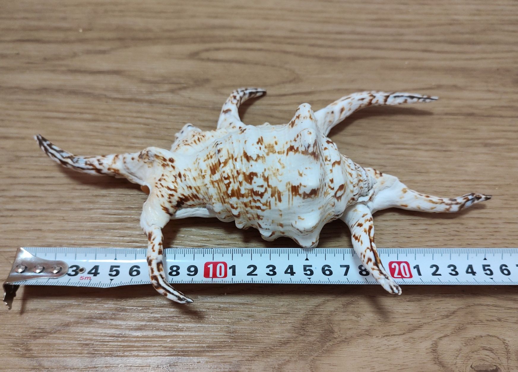 Ракушка большая из южных морей