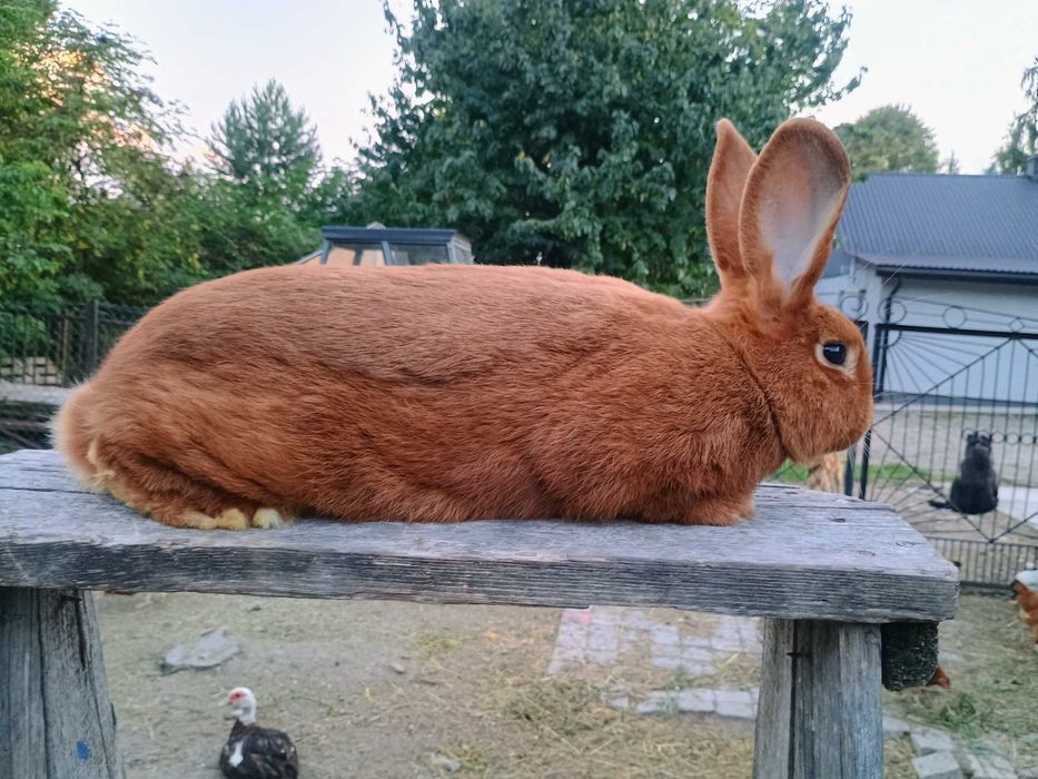Sprzedam samczyki Nowozelandzkie czerwone