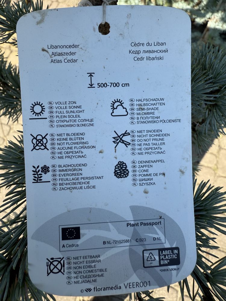 Cedr libański GLAUCA