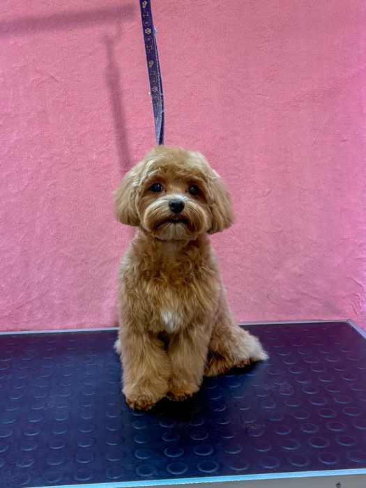 ГрумінгСтрижка собак. Шевченківський р-н, КПІ, Smart Plaza; Лук‘янівка