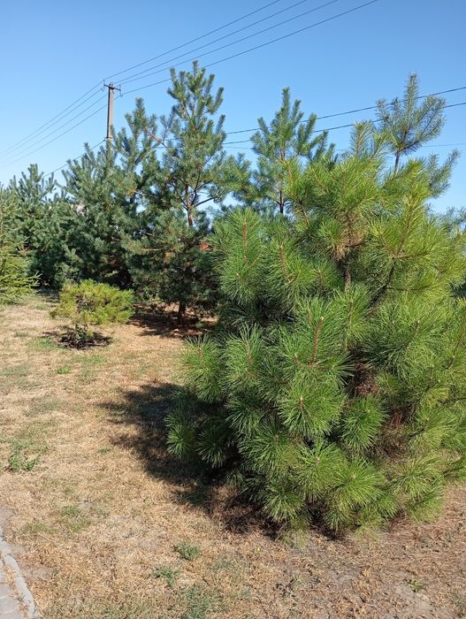 Продам шикарный дом на голубом озере Елизаветовка/Каменское