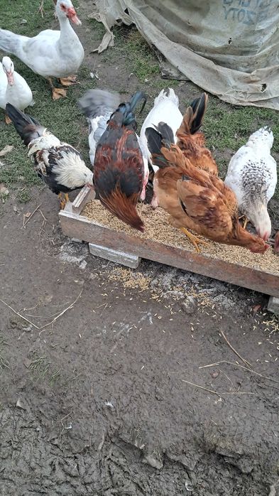 Młode koguty MIX tegoroczne