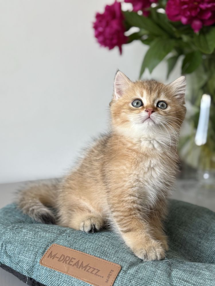 Золота шиншила кошеня хлопчик котенок