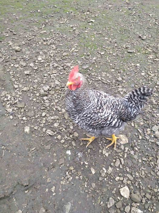 Продам півнів породи Чеський домінант