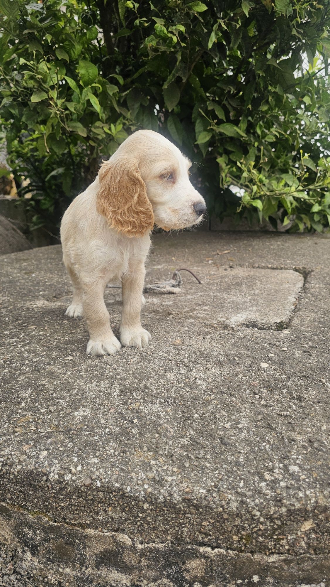 Cocker spaniel puro