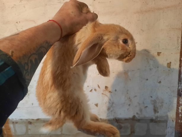 Продам кроликів разние породи