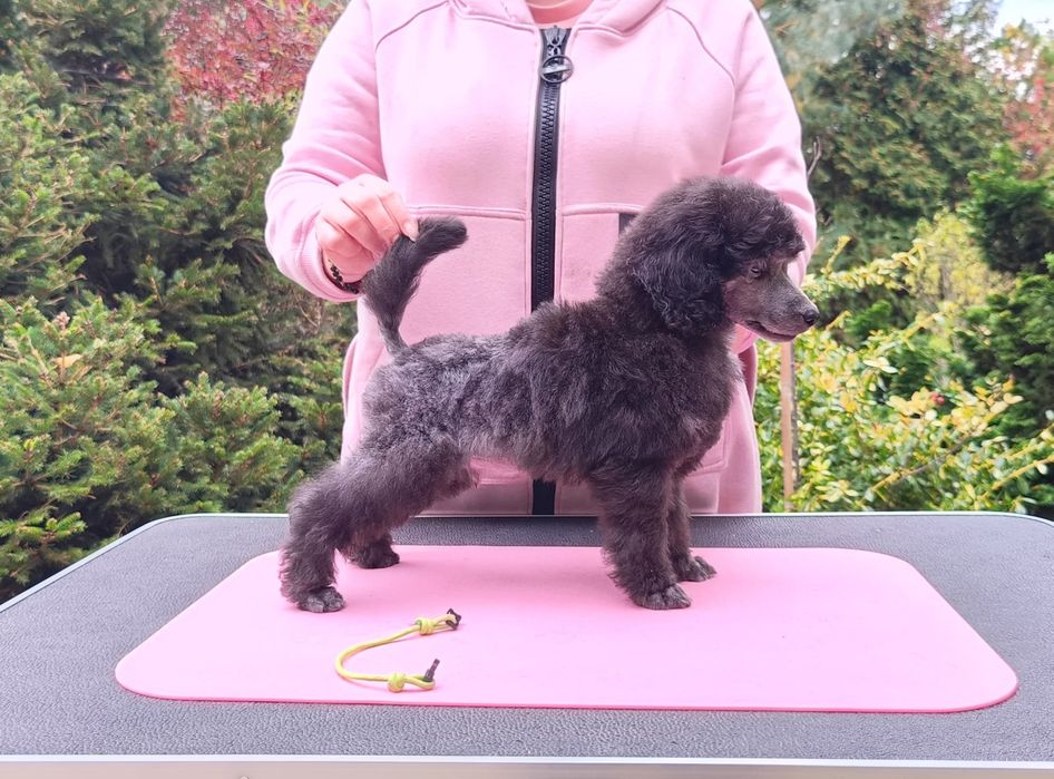 Pudel średni srebrny ZKwP/FCI piesek