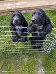 Piękny Piesek Cocker Spaniel