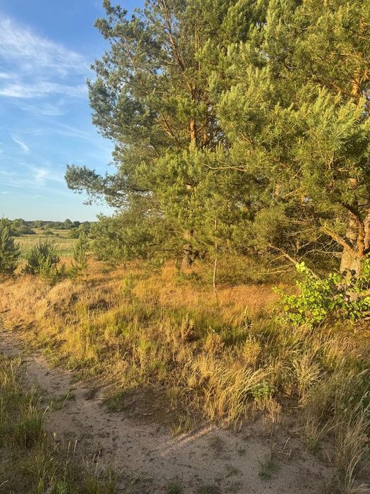 Działka budowlana w Łośnie