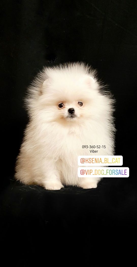 WOW! Pomeranian spitz, teacup.