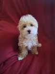 Maltipoo piesek mama maltańczyk tata pudel toy red