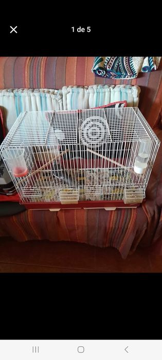Caturra mais gaiola