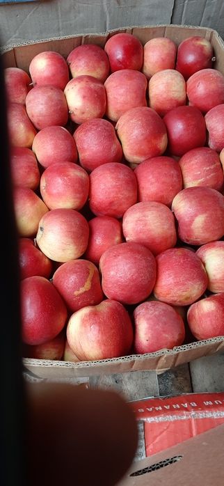 Овочі, Картопля Цибуля,Моркв  ,Буряк столовий,.